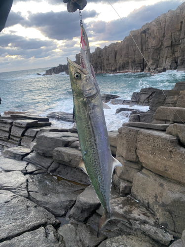 サゴシの釣果