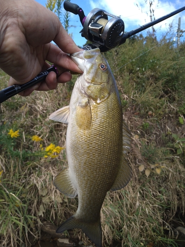 スモールマウスバスの釣果