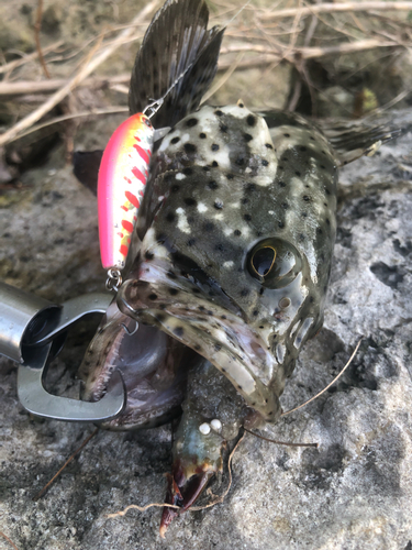 ヤイトハタの釣果