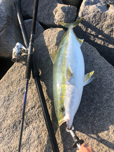 ハマチの釣果