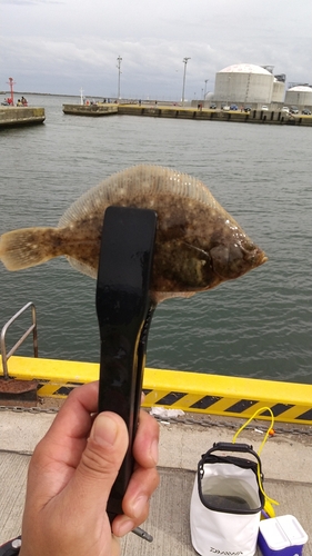 カレイの釣果