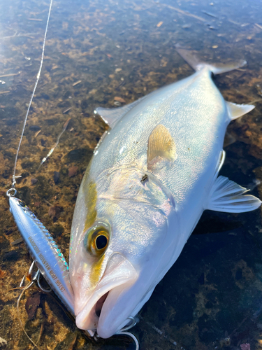 ショゴの釣果