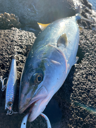 イナダの釣果