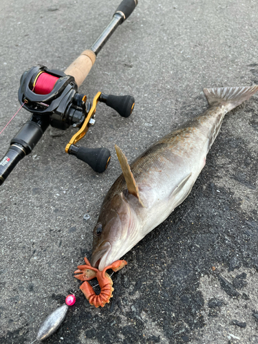 アイナメの釣果