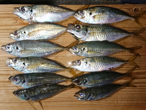 アジの釣果