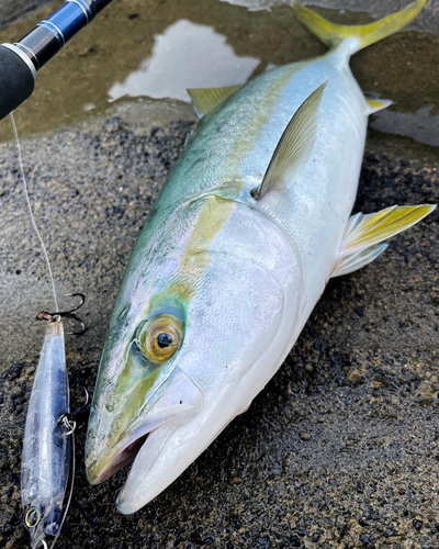 イナダの釣果