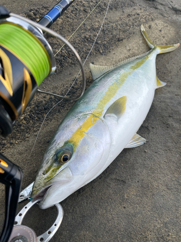 イナダの釣果