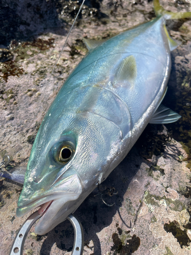 イナダの釣果