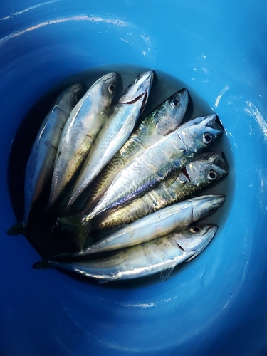 サバの釣果