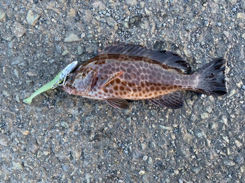 オオモンハタの釣果