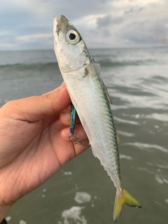 サバの釣果