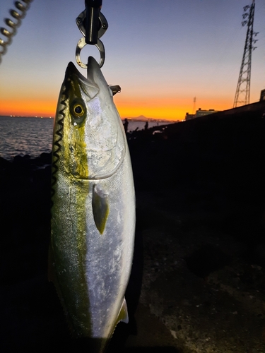 ワラサの釣果