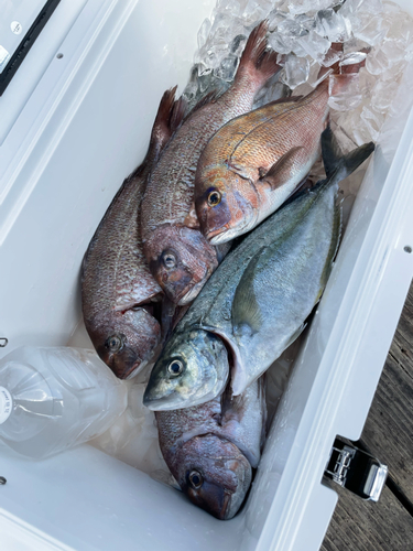 マダイの釣果