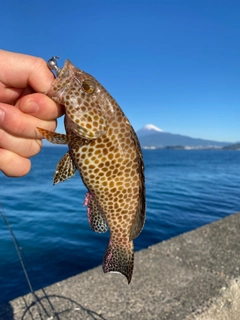 オオモンハタの釣果