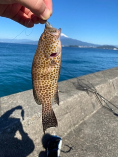 オオモンハタの釣果