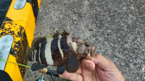 アオハタの釣果