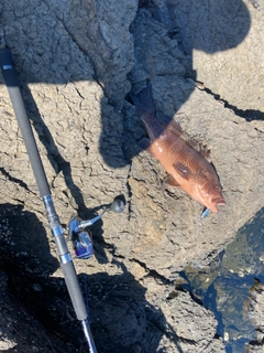 オオモンハタの釣果