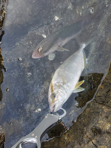 ネイリの釣果