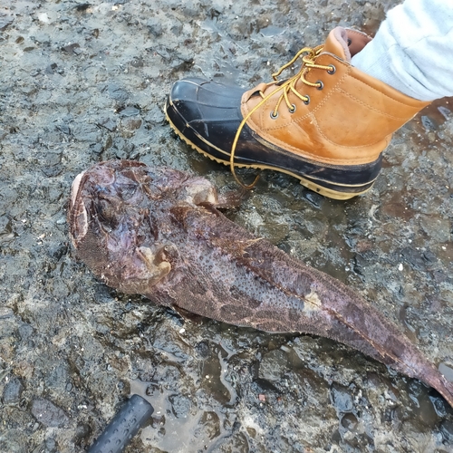 トウベツカジカの釣果