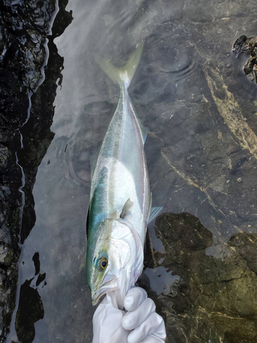 ヤズの釣果