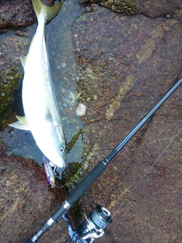 メジロの釣果