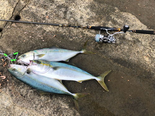 イナダの釣果