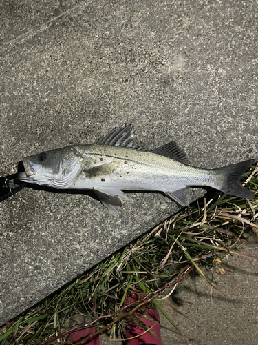 セイゴ（マルスズキ）の釣果