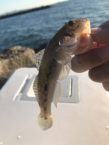 マハゼの釣果