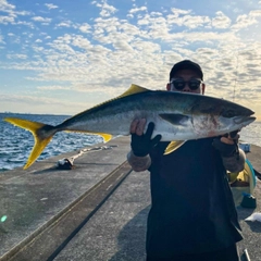 ブリの釣果