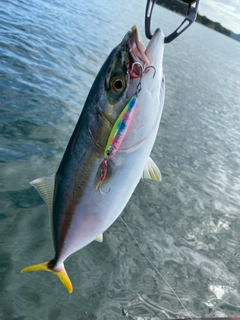 ツバスの釣果