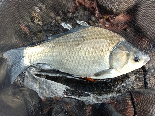 ヘラブナの釣果