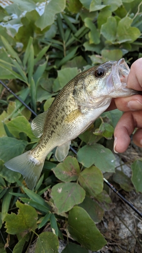 ブラックバスの釣果