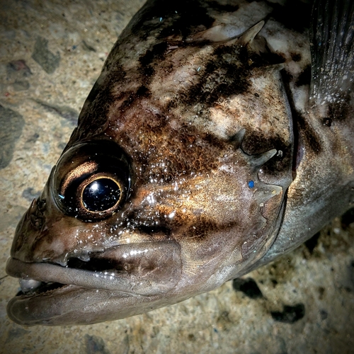 クロソイの釣果