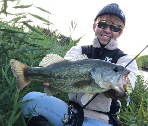 ブラックバスの釣果