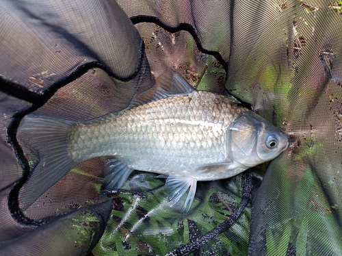 ヘラブナの釣果