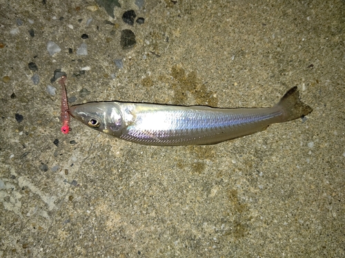 キスの釣果