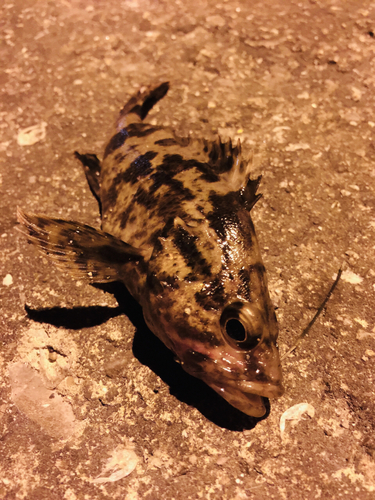 タケノコメバルの釣果