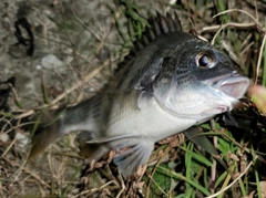 キビレの釣果