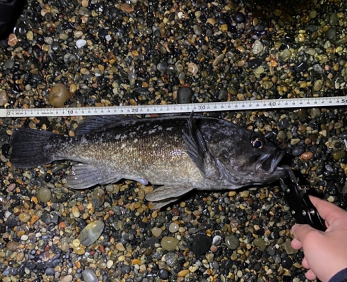 クロソイの釣果