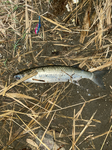 ボラの釣果