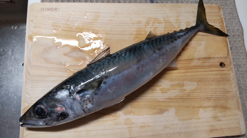 サバの釣果