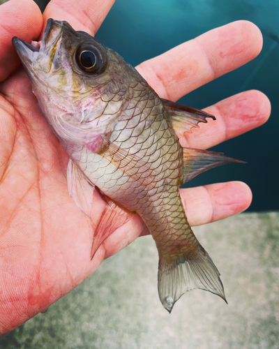 イシモチの釣果