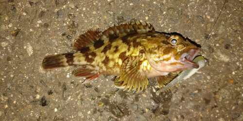 カサゴの釣果