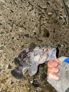 クロソイの釣果