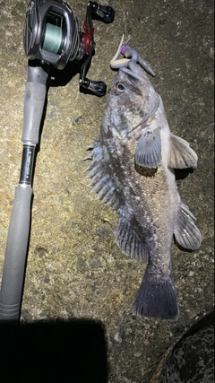 クロソイの釣果