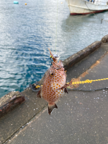 オオモンハタの釣果