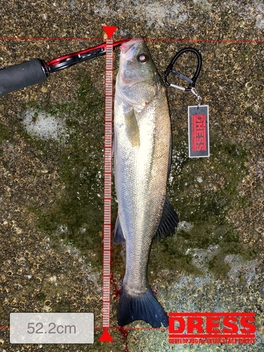 シーバスの釣果