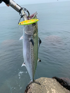 サゴシの釣果