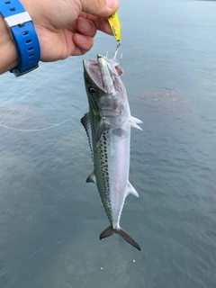 サゴシの釣果