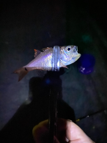 クロホシイシモチの釣果